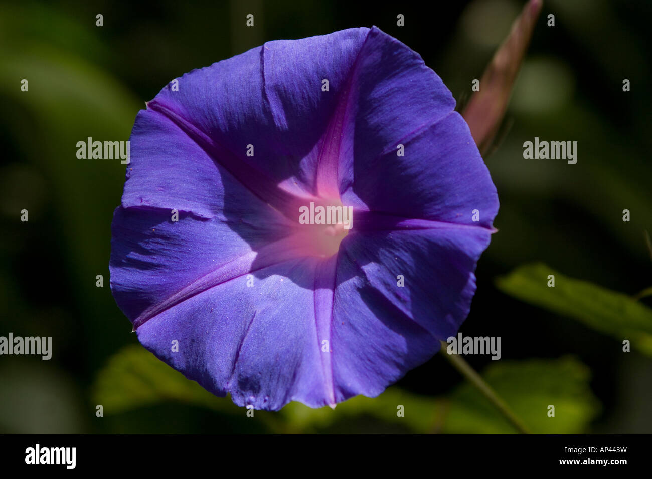 The flower known as Blue Dawn Glory, common in hedges and along roadsides late in the monsoon season. Stock Photo