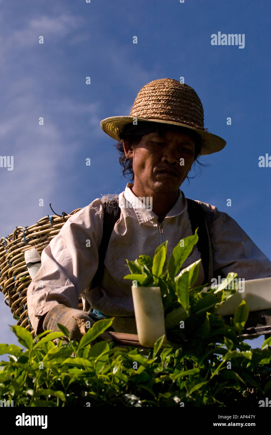 Tea Picker Works Using Clippers High Resolution Stock Photography and ...