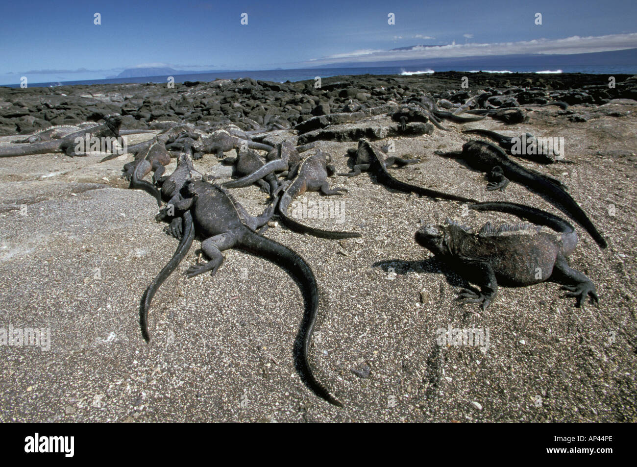 South America, Ecuador, Galapagos Islands. Land Iguanas Stock Photo Alamy