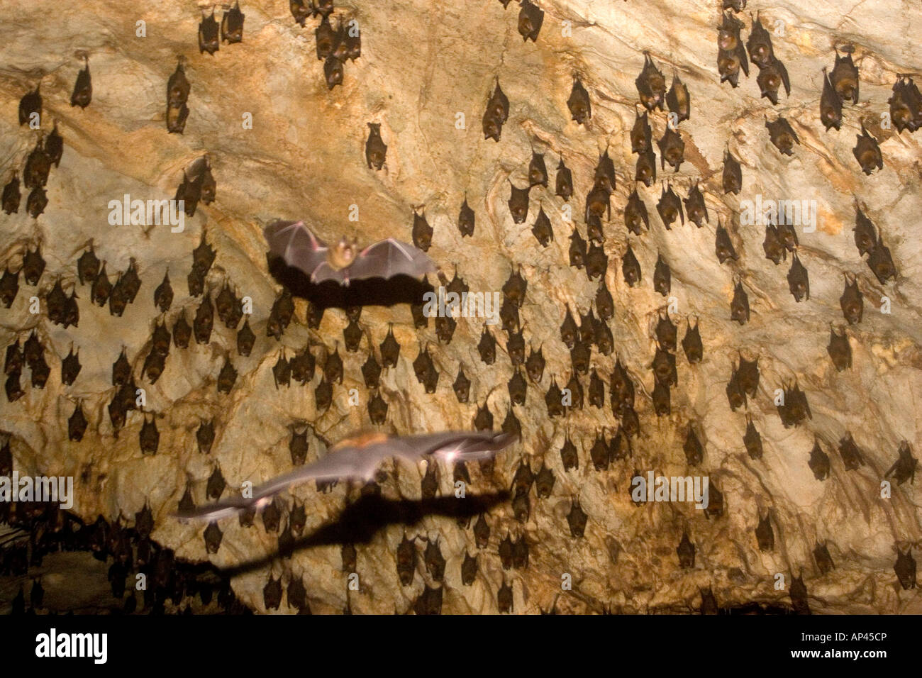 Bats in the Gua Telinga bat cave in the Taman Negara National Park, Malaysia. Stock Photo