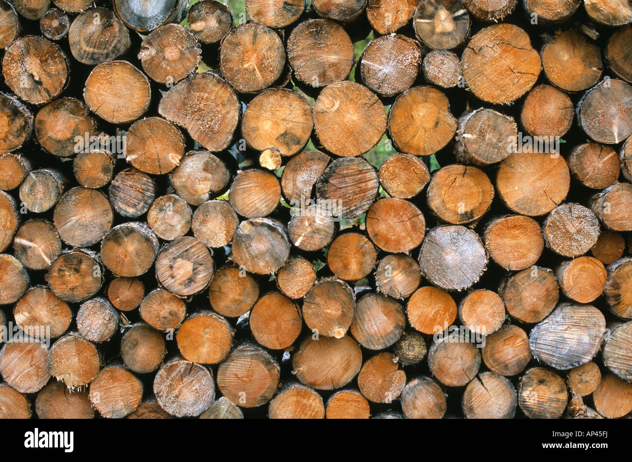 Firewood pile Round lodgepole pine logs stacked neatly Stock Photo Alamy