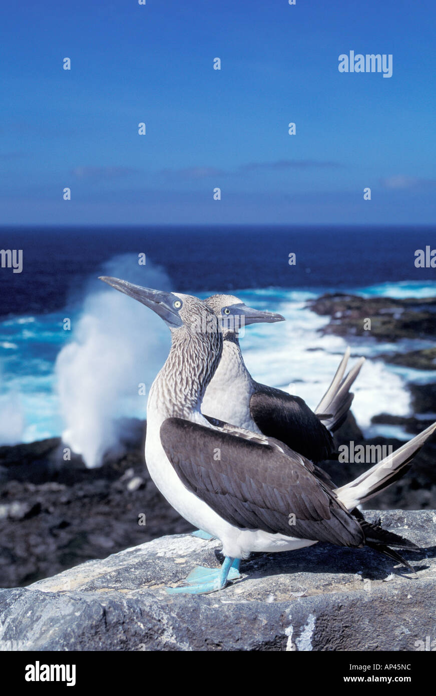 South America, Ecuador, Galapagos Islands, Hood Island. Blue Footed Boobies Stock Photo