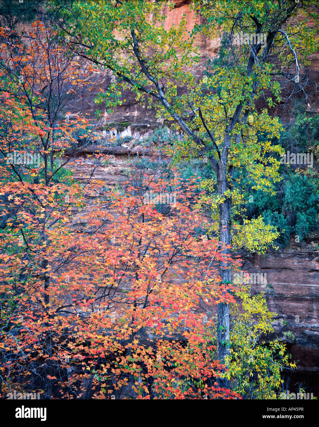 Maple and cottonwood fall color in secret canyon of secret mountain
