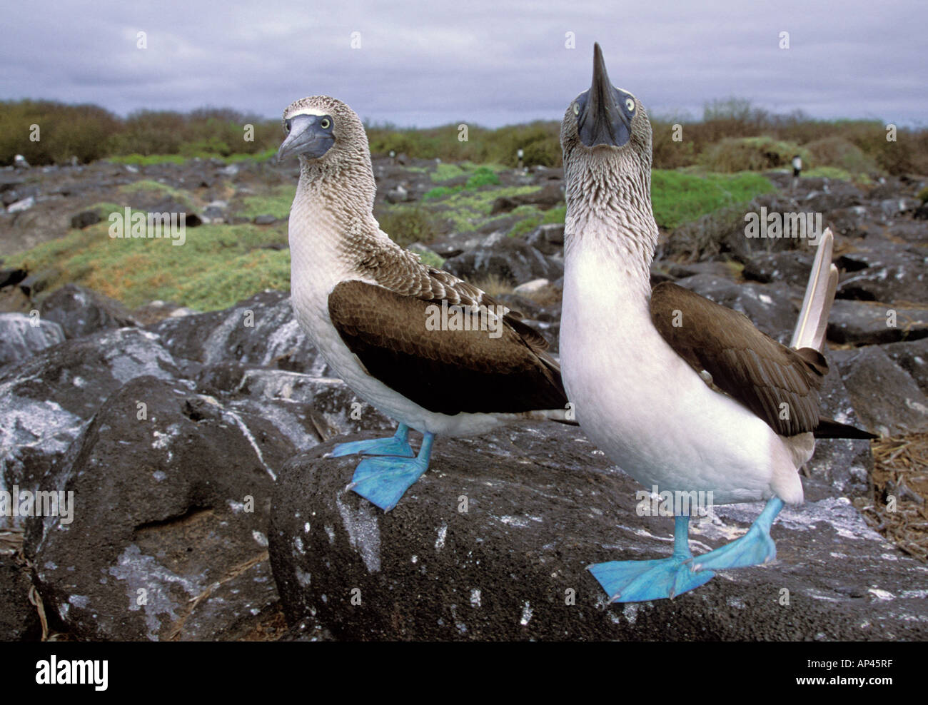 South America, Ecuador, Galapagos Islands, Hood Island. Blue Footed Boobies (Sula nebouxii) Stock Photo