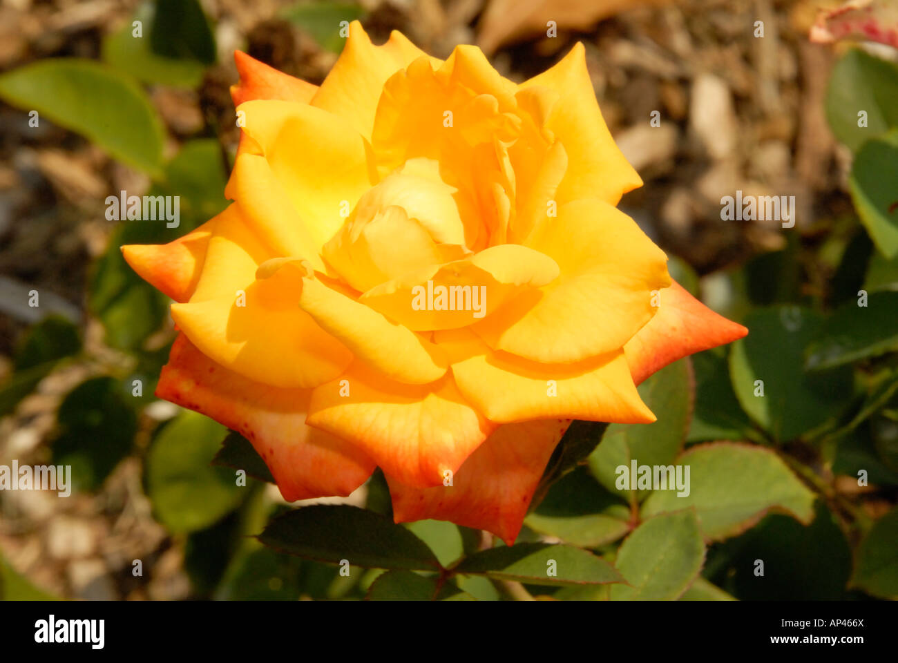 Chris Evert Rose Stock Photo