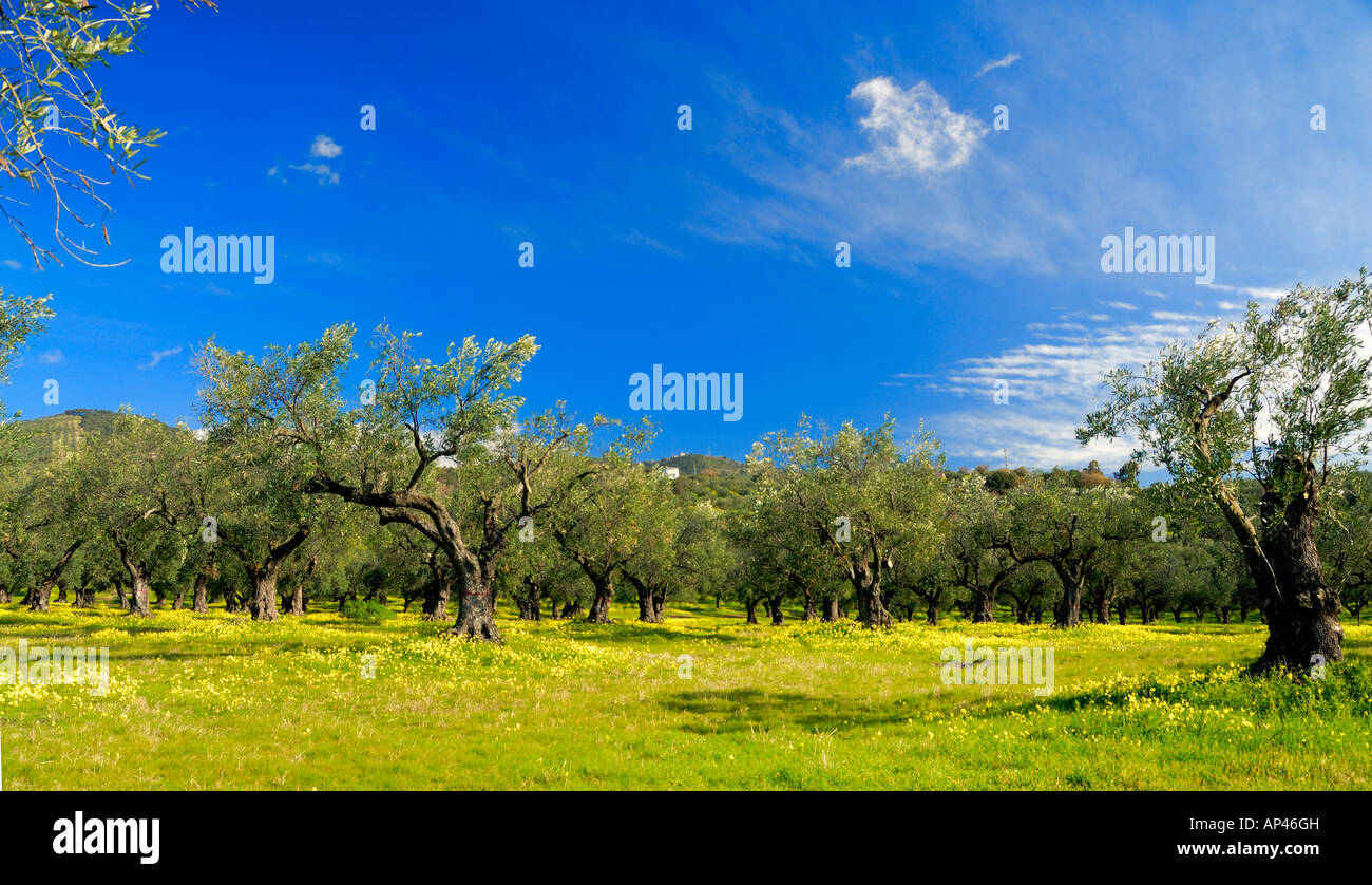 Olive grove calabria italy hi-res stock photography and images - Alamy