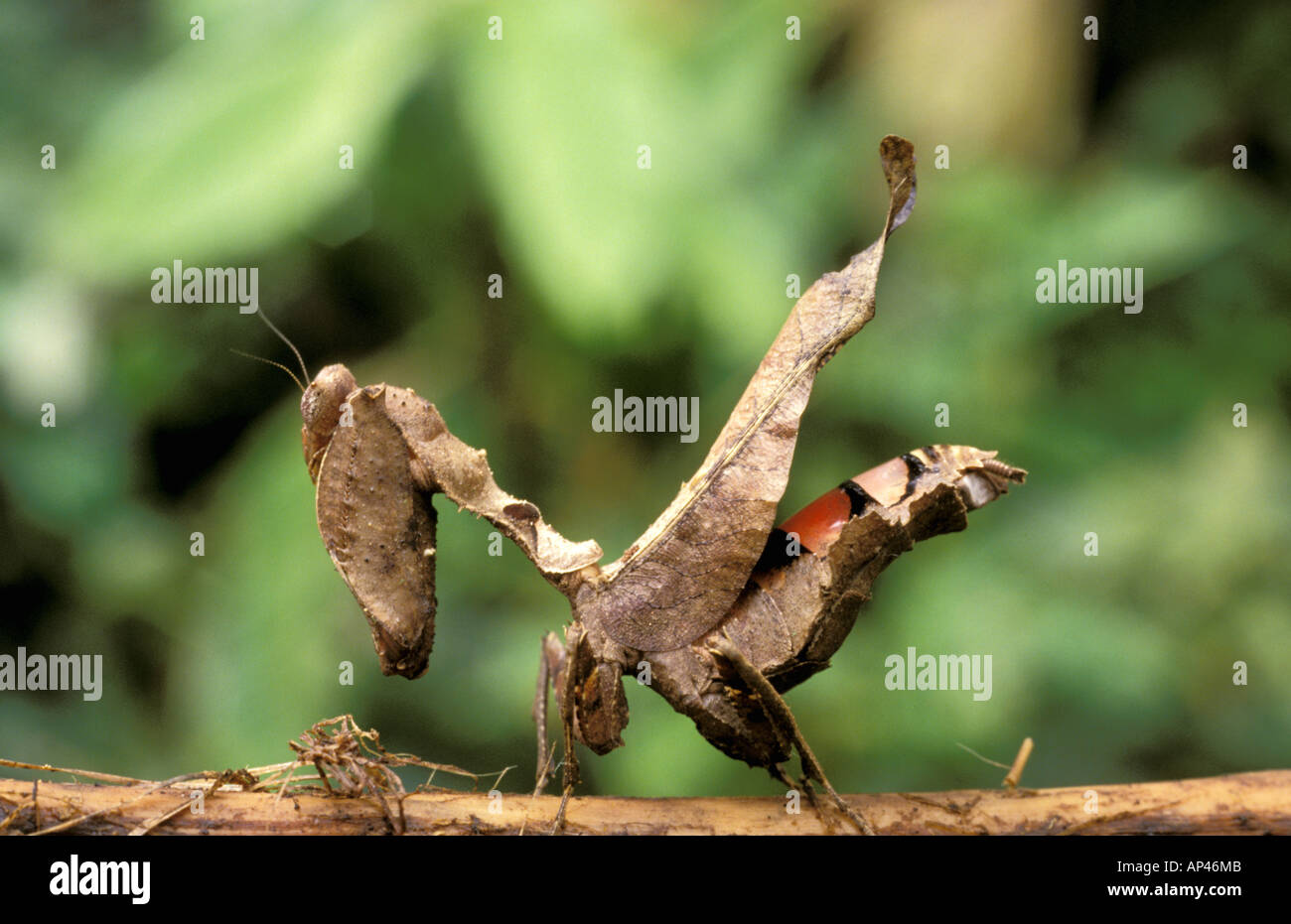 South America Ecuador Amazon Praying Mantis Stock Photo Alamy South America Ecuador Amazon Praying Mantis Stock Photo Alamy