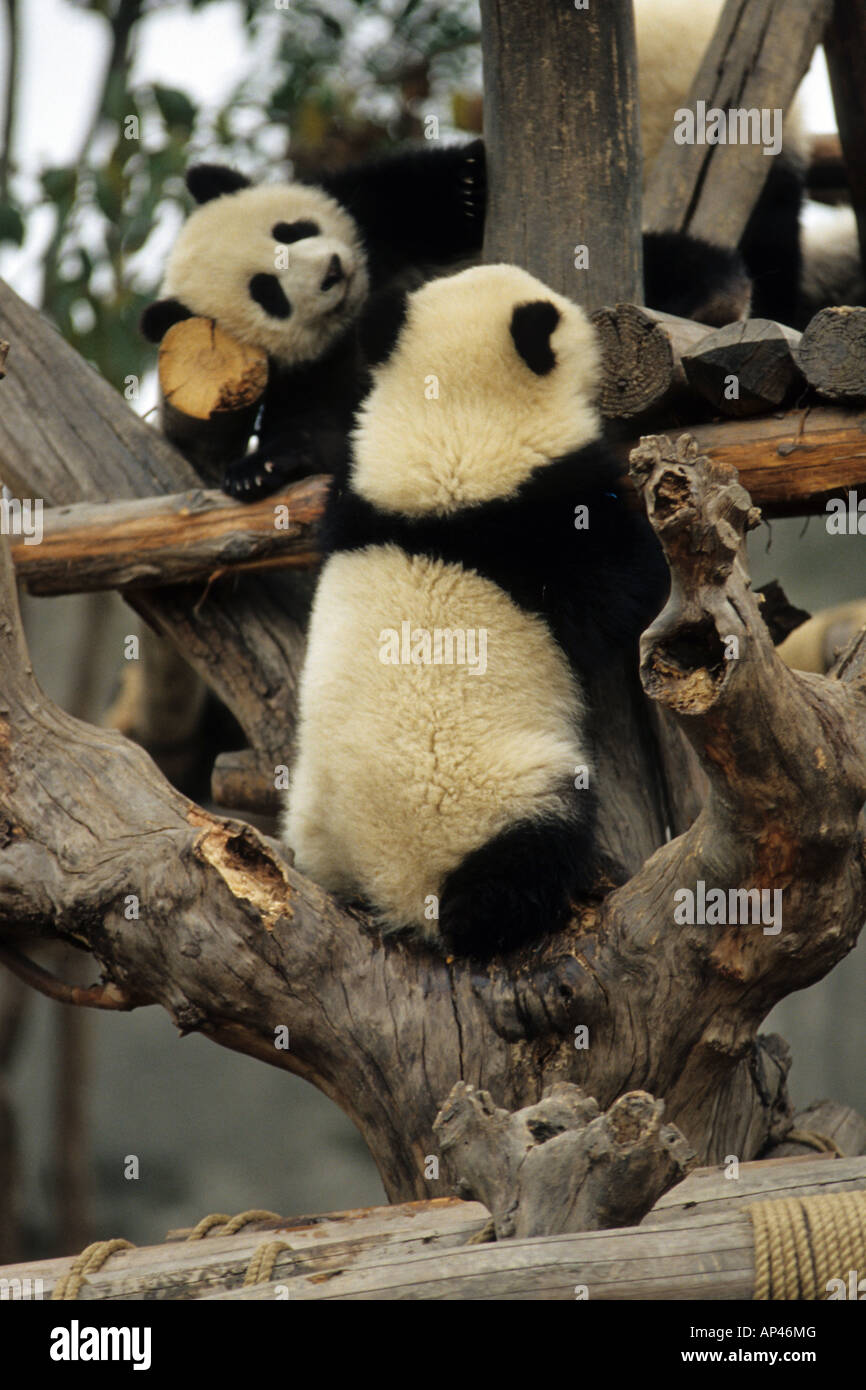 Young Panda bears play in the Panda research center near Chengdu