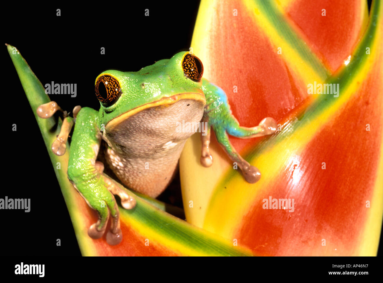 South America, Ecuador, Amazon. Tree frog (Phyllomedusa tarsius Stock Photo Alamy