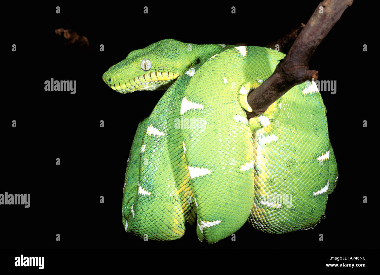 Sleep snake hi-res stock photography and images - Page 2 - Alamy