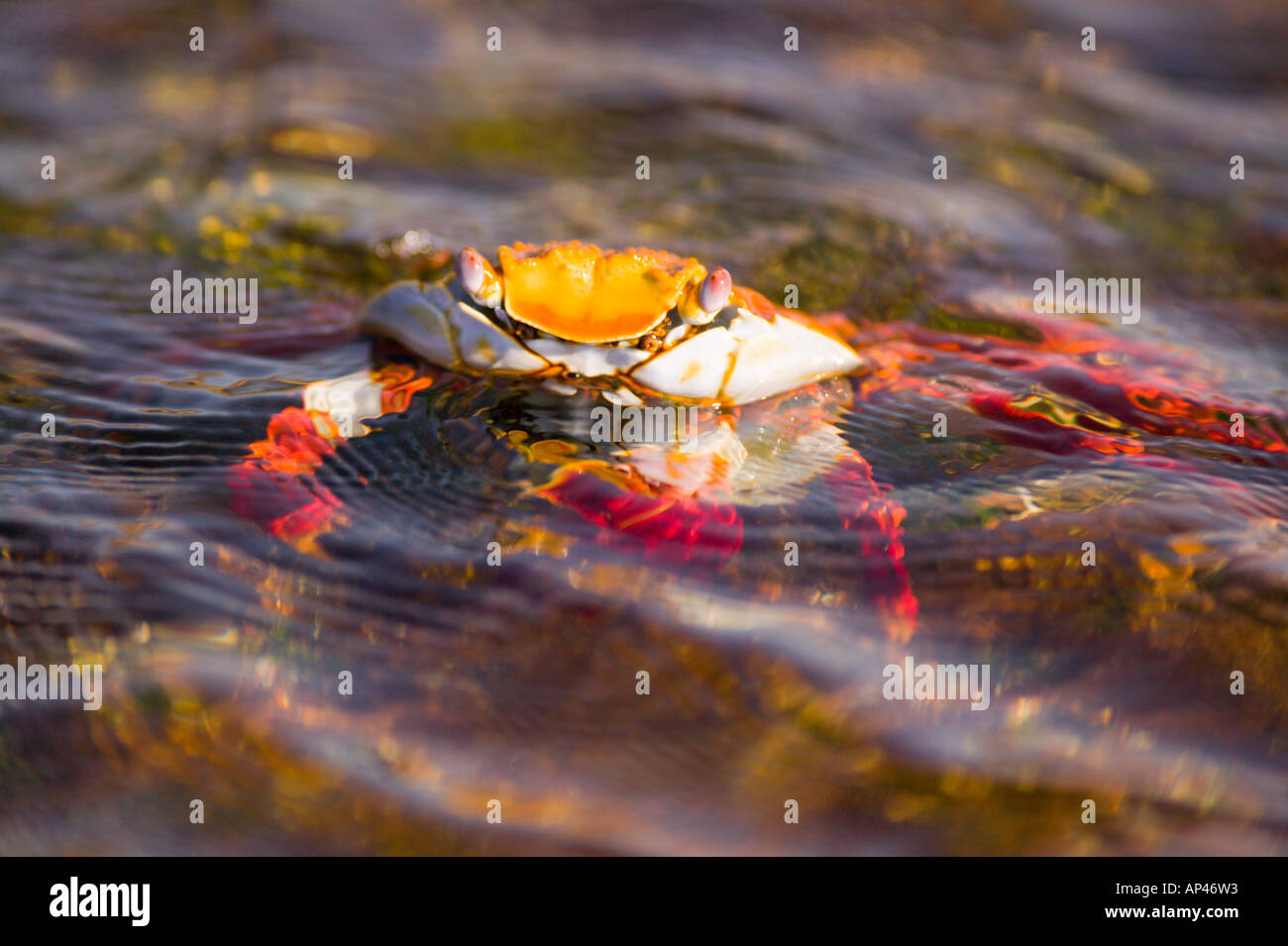 Ecuador, Galapagos Islands National Park, Puerto Egas, Sally Lightfoot Crabs (Grapsus grapsus) Stock Photo