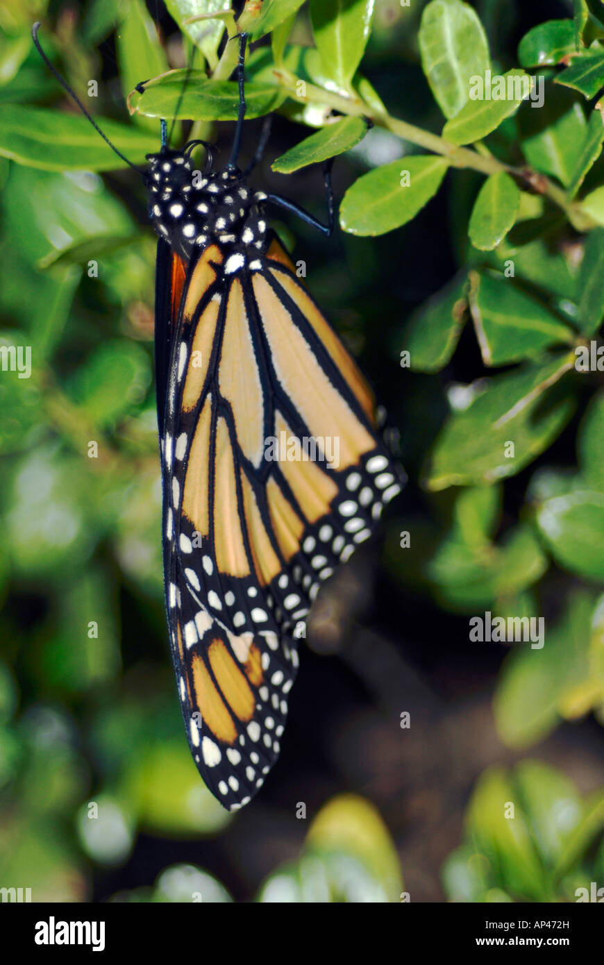 Monarch Butterfly at rest Close up Stock Photo - Alamy