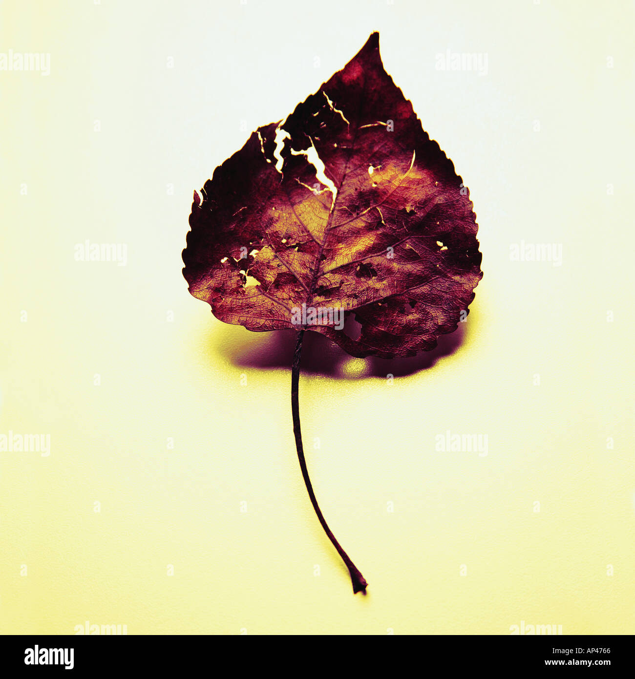 Complete leaf hi-res stock photography and images - Alamy