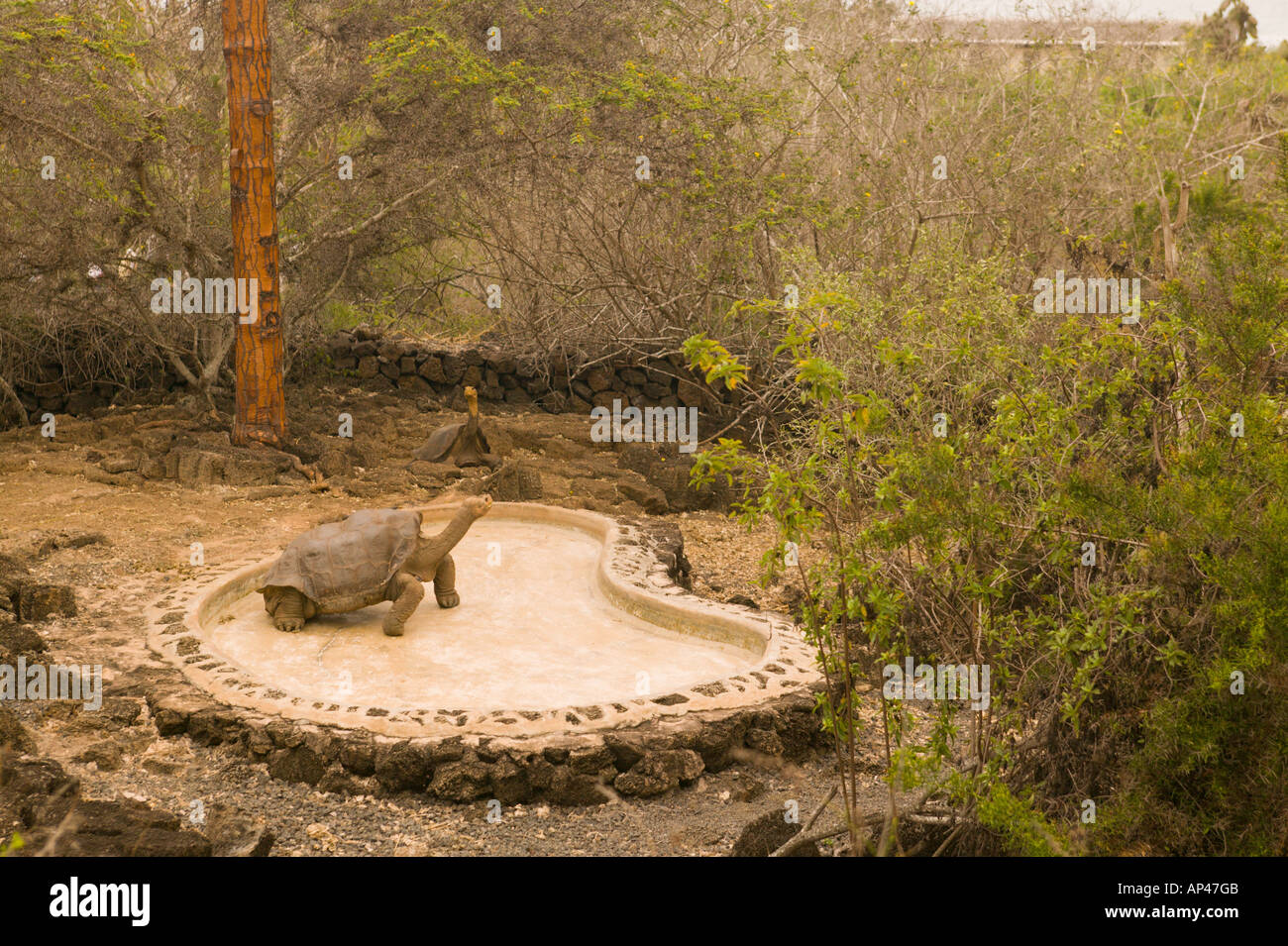 Ecuador, Santa Cruz Island, Galapagos Islands National Park, Lonesome George-Giant Tortoise Stock Photo