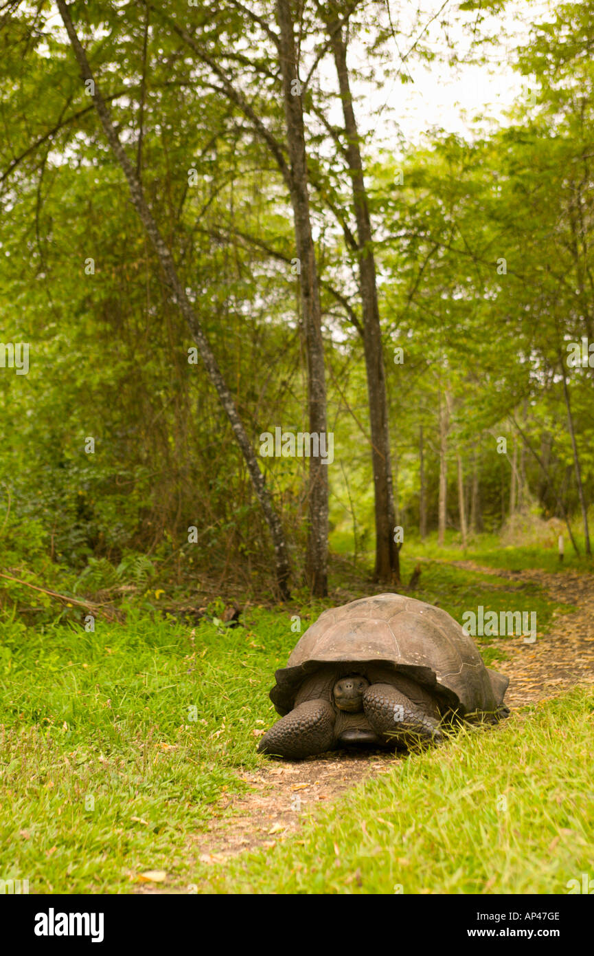 Ecuador, Santa Cruz Island, Galapagos Islands National Park, Giant Tortoise (Geochelone elephantopas), The Tortoise Reserve Stock Photo