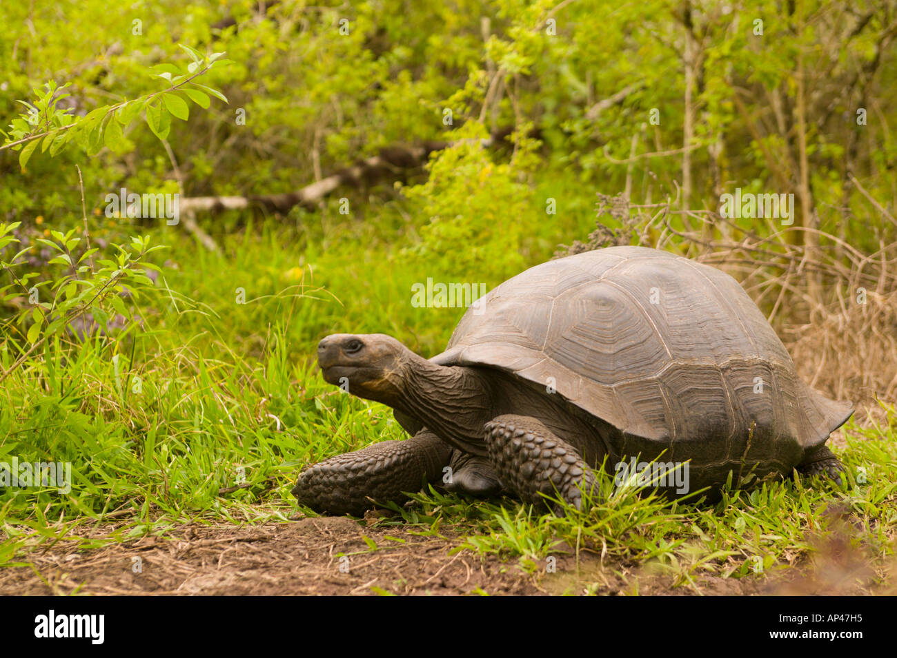 Ecuador, Santa Cruz Island, Galapagos Islands National Park, Giant Tortoise (Geochelone elephantopas) at The Tortoise Reserve Stock Photo