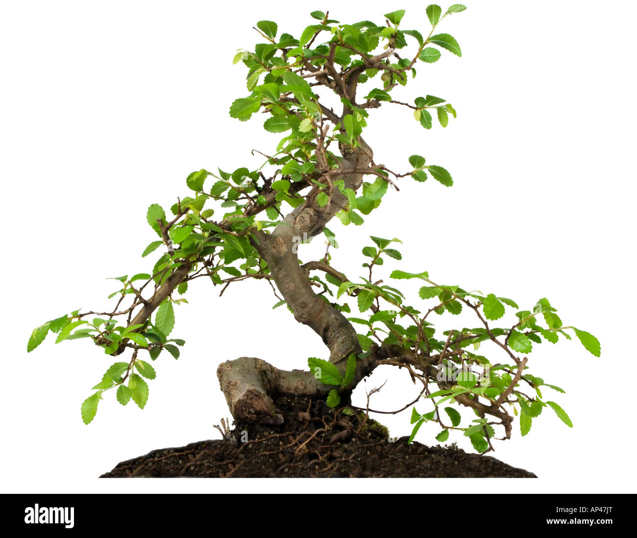 Bonsai tree isolated on white background Stock Photo - Alamy