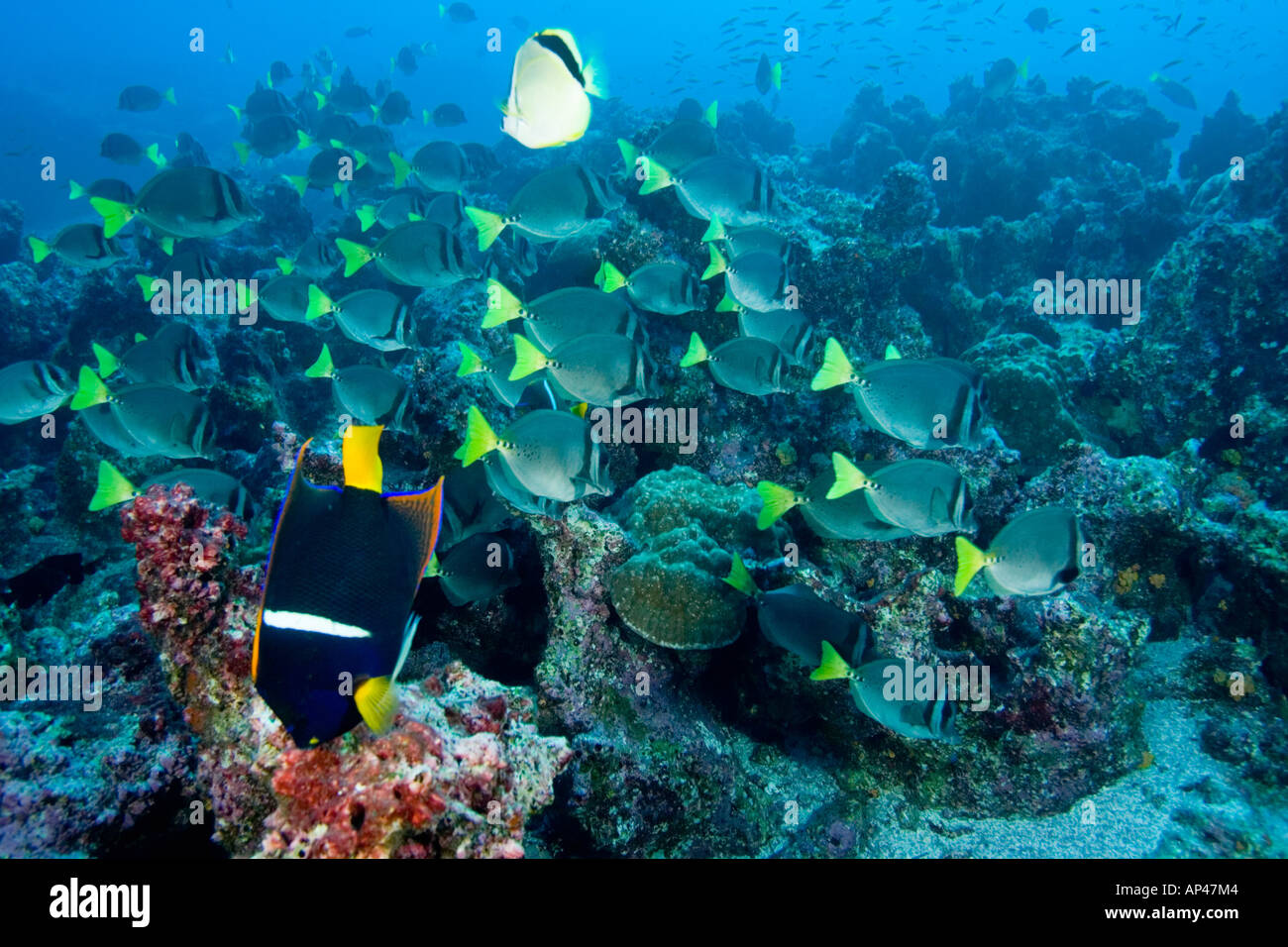 Johnrandallia nigrirostris fish hi-res stock photography and images - Alamy