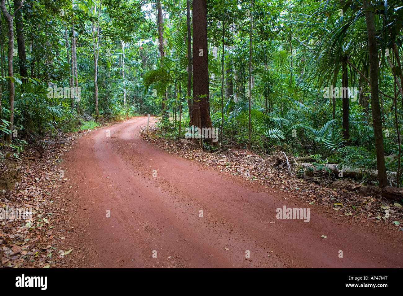 The road to Cape York cutting through the rainforest of Lockerbie Scrub