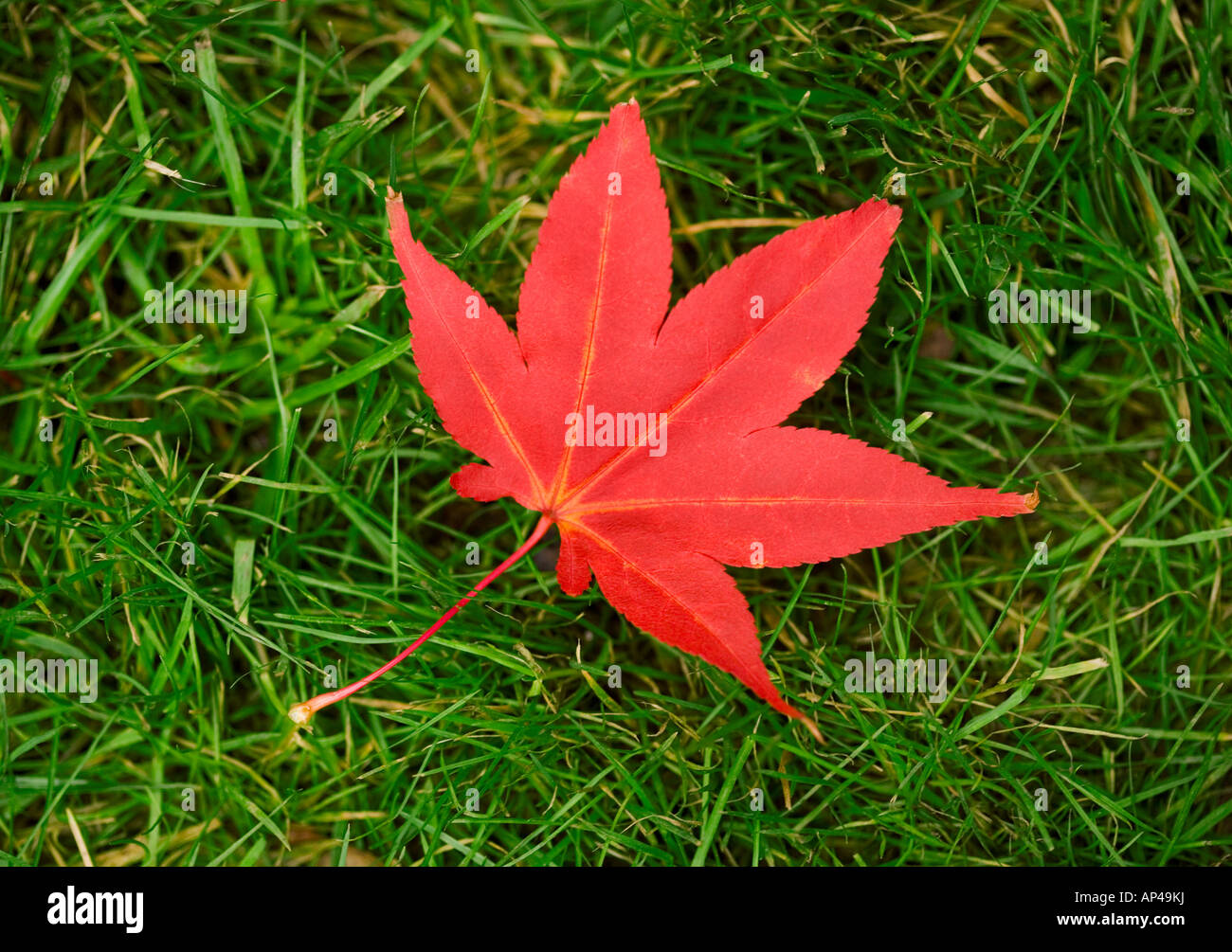 One single red maple leaf from the acer tree on grass Stock Photo