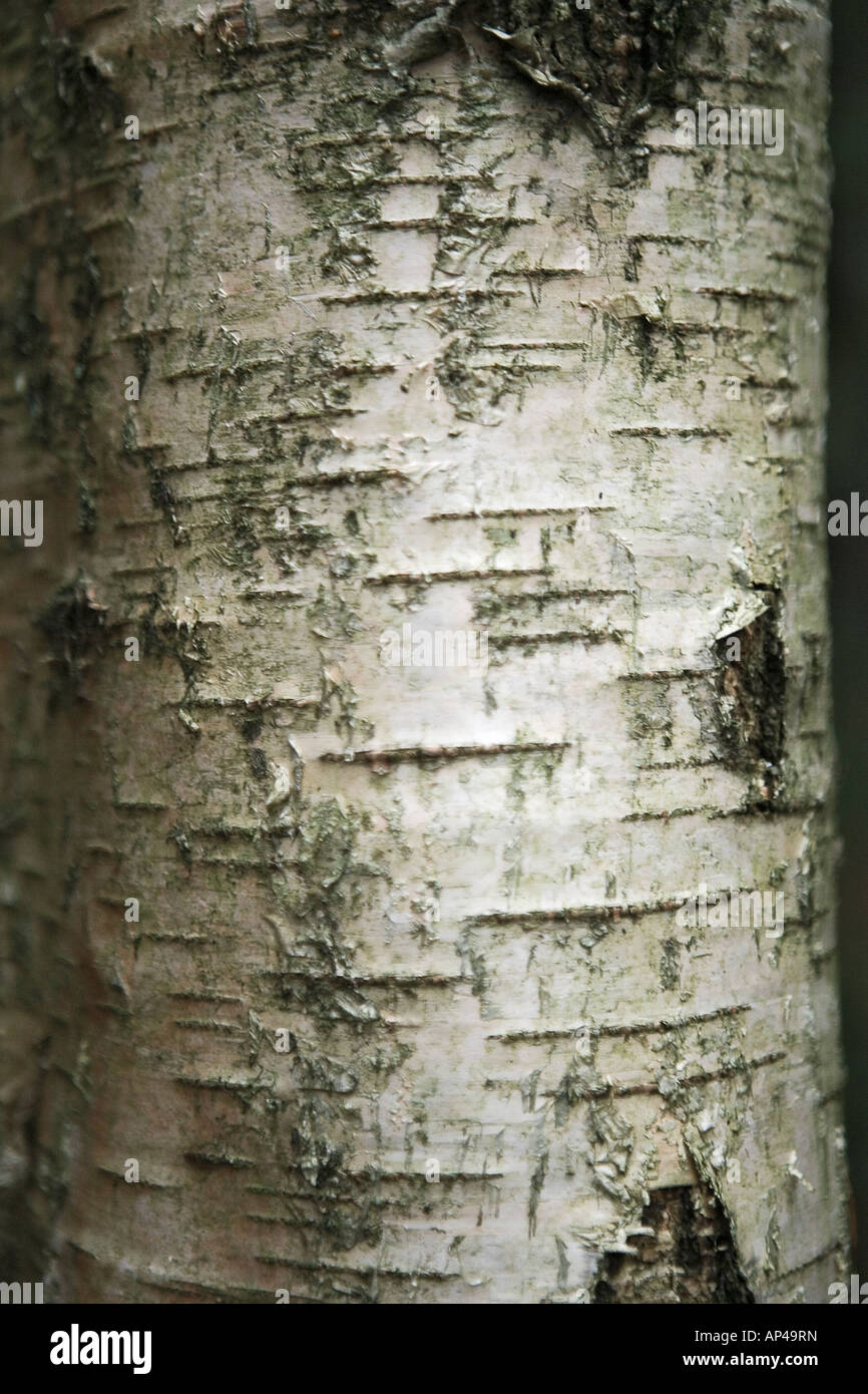 Silver birch tree bark close up detail Stock Photo