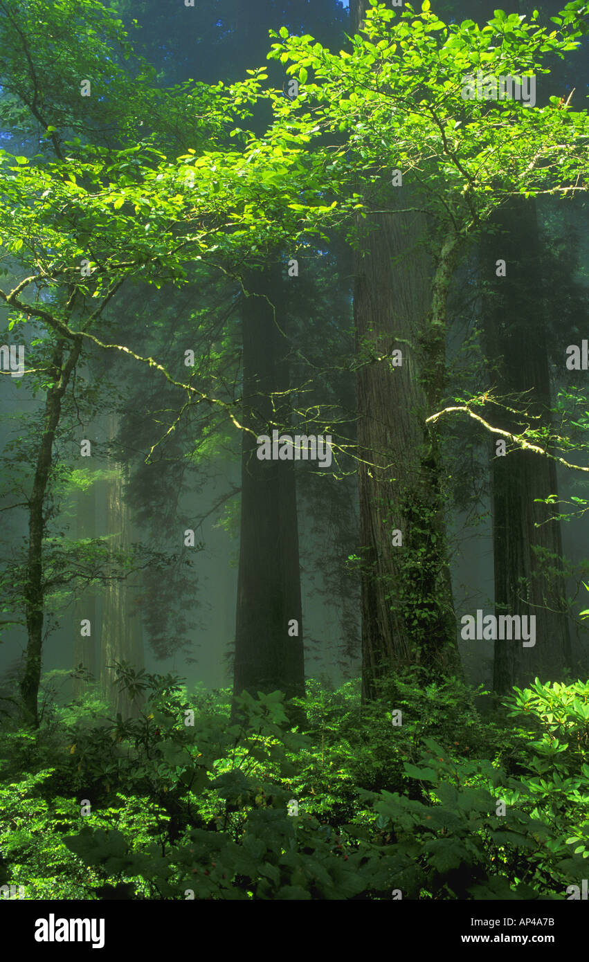 Sunbeams and trees hi-res stock photography and images - Alamy
