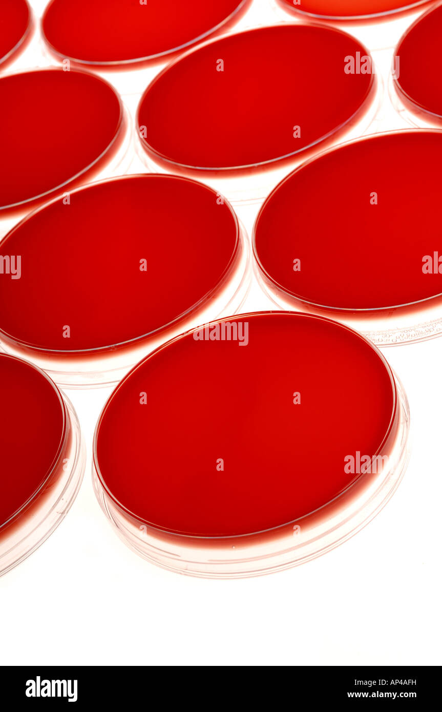 Petri dishes with blood agar Stock Photo Alamy