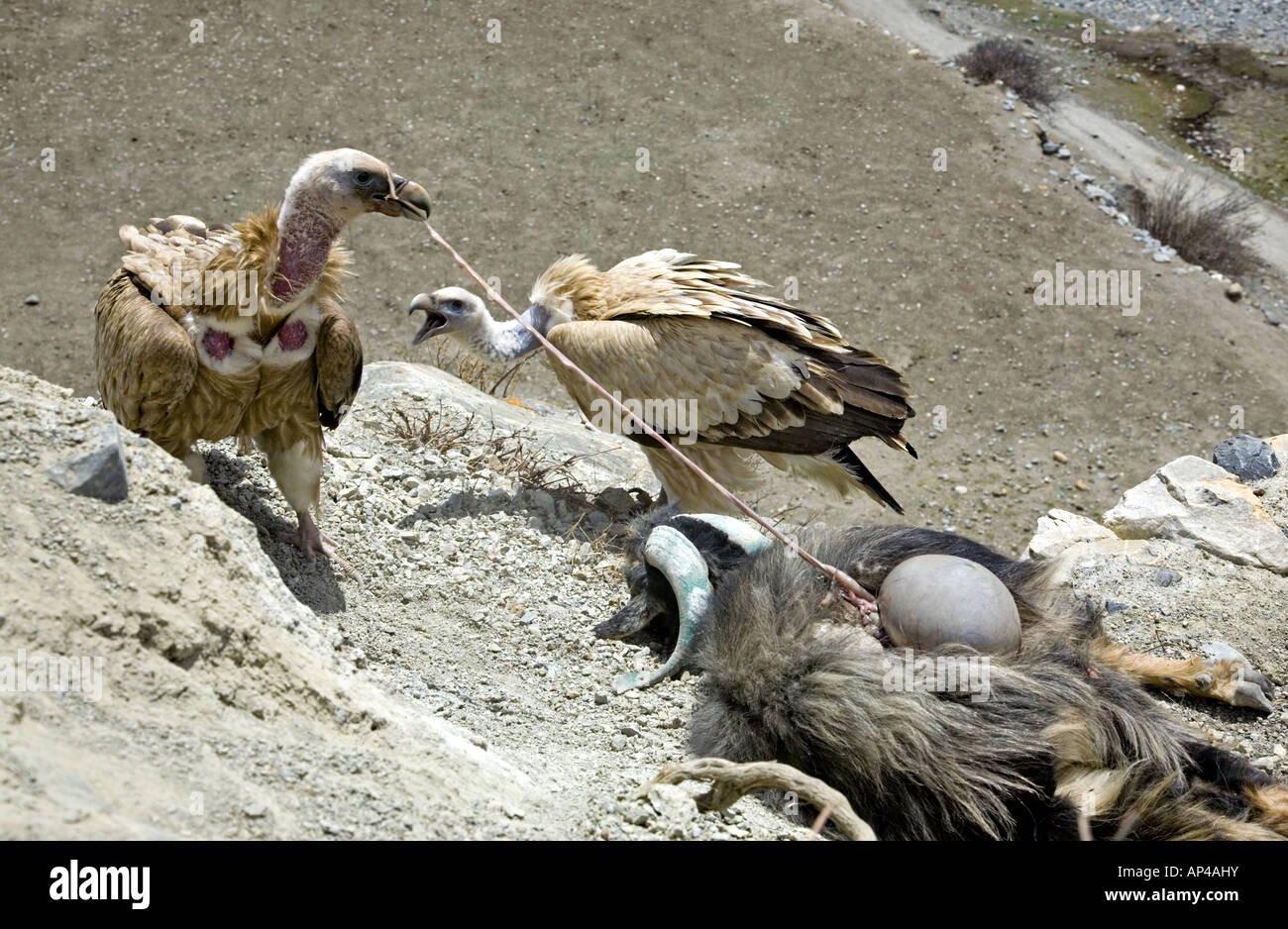 Himalayan griffon vultures eating a goat carcass. Gyps himalayensis. Near Bhraka village. Annapurna circuit trek. Nepal Stock Photo