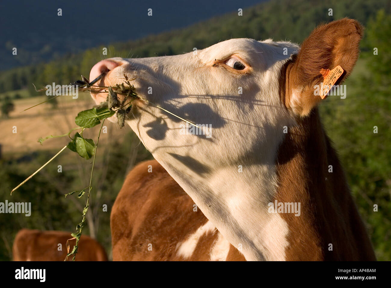 cow eating Stock Photo
