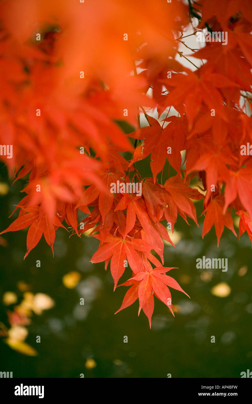 Japanese maple acer tree in detail Stock Photo