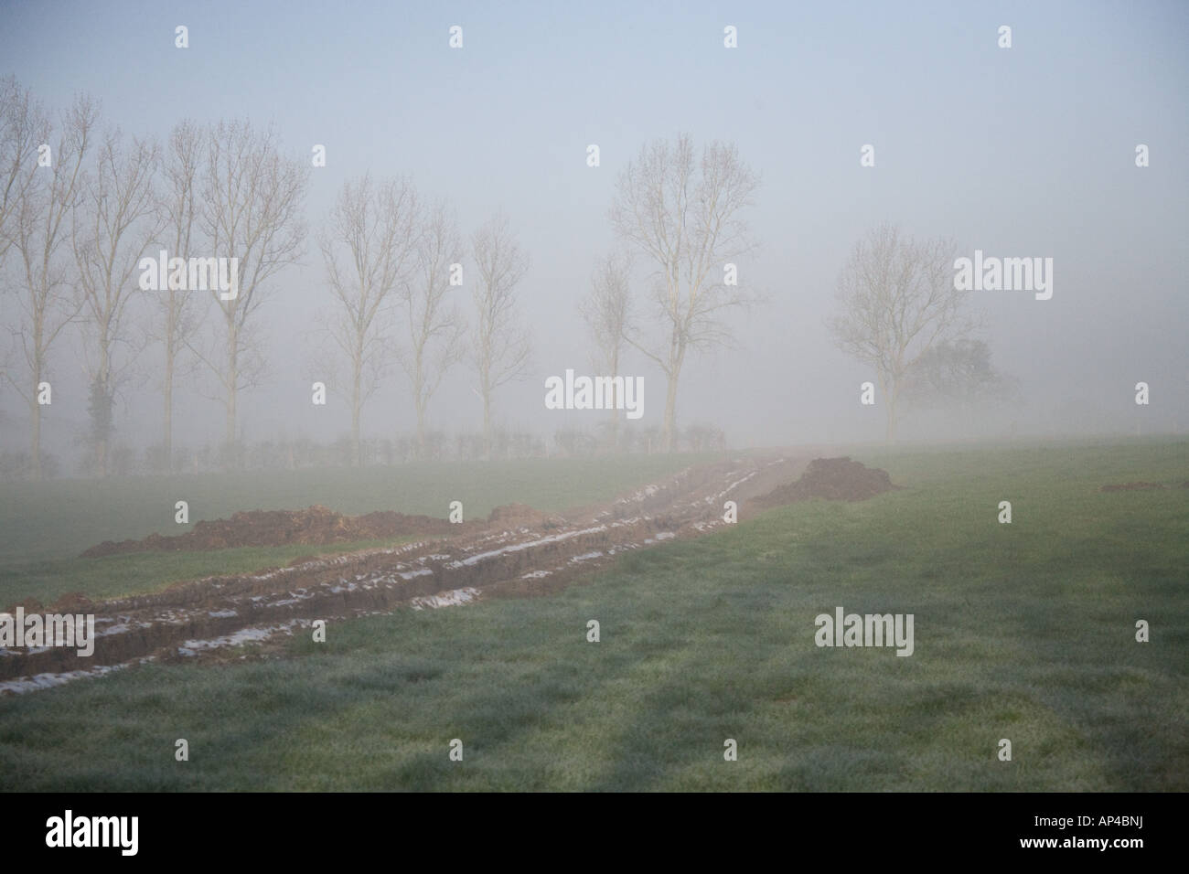 misty field with trees in winter, Brabourne Lees, Ashford, Kent
