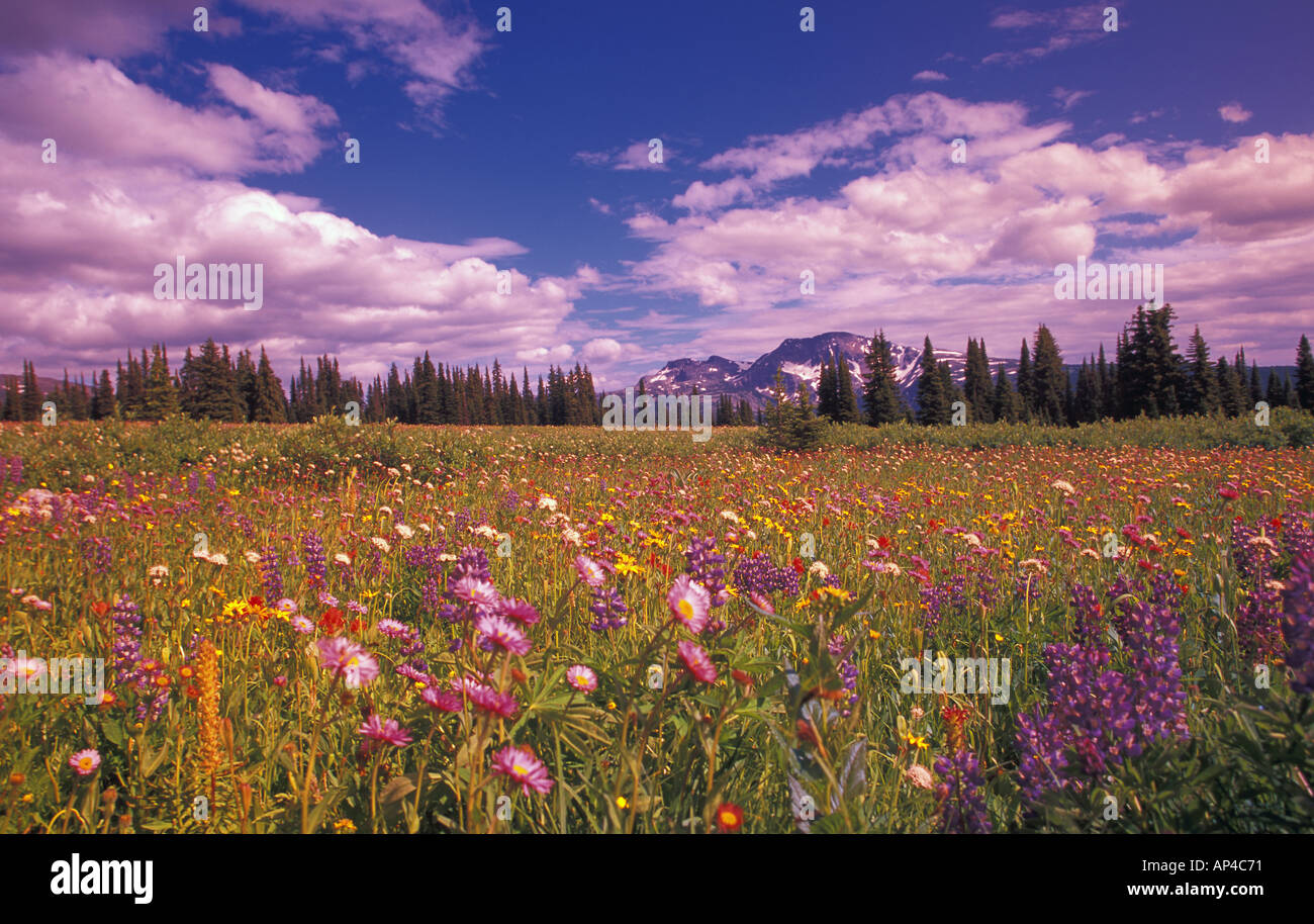 Forest with wildflowers hi-res stock photography and images - Alamy