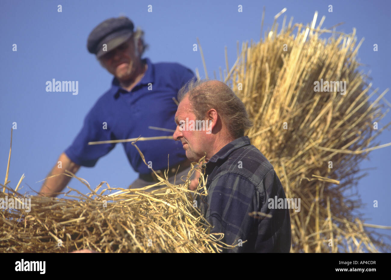 Men Loading Straw Bales onto Trailer Stock Photo