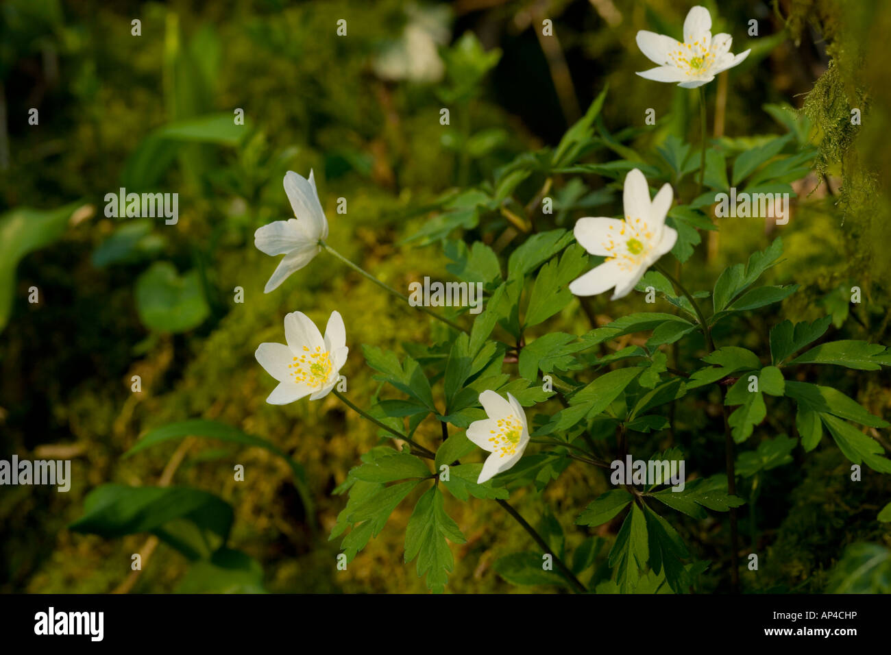 Wood Anemone flowering in a spring woodland Stock Photo Alamy