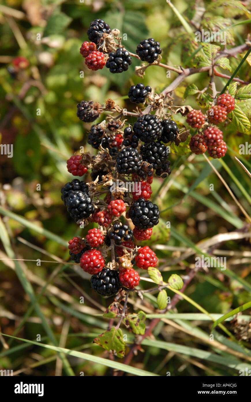 Wild blackberry brambles growing on Braunton Burrows North Devon Stock Photo