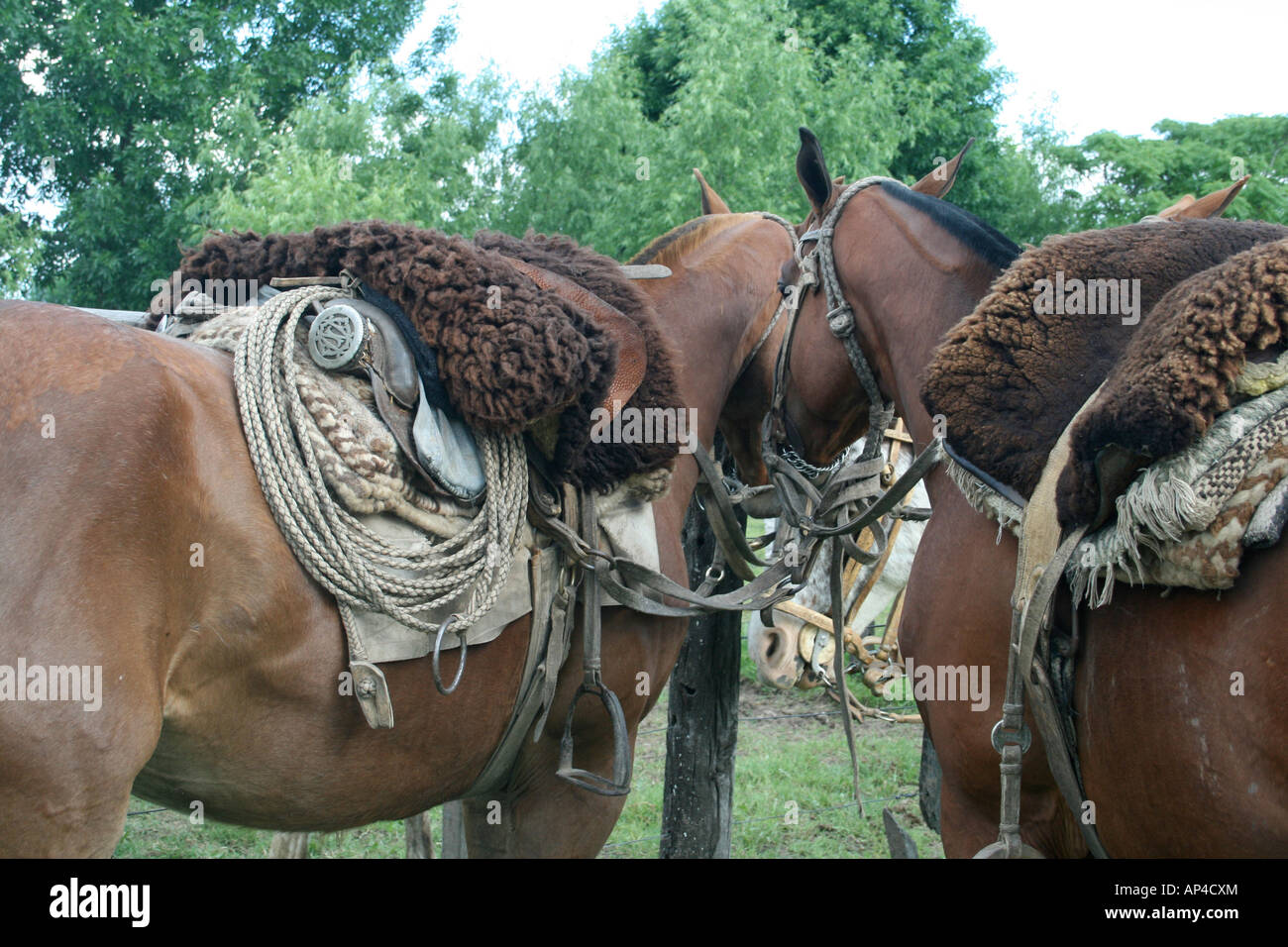 Gaucho horses Stock Photo