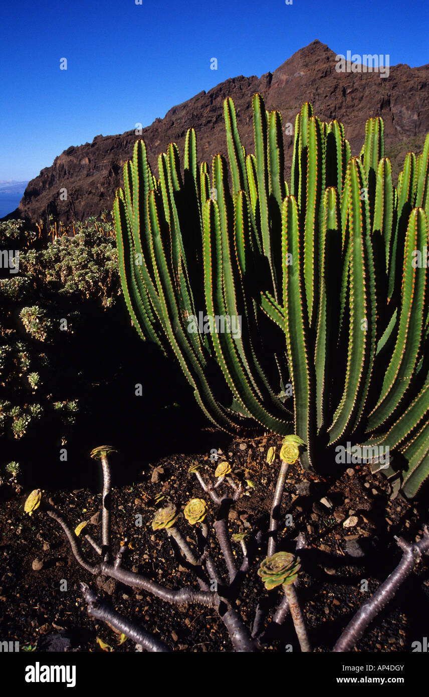 Cactus in Masca TENERIFE ISLAND Canary Islands SPAIN Stock Photo - Alamy