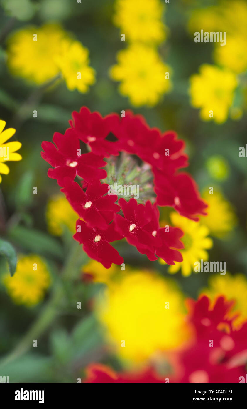Red and Yellow Garden Flowers Stock Photo Alamy