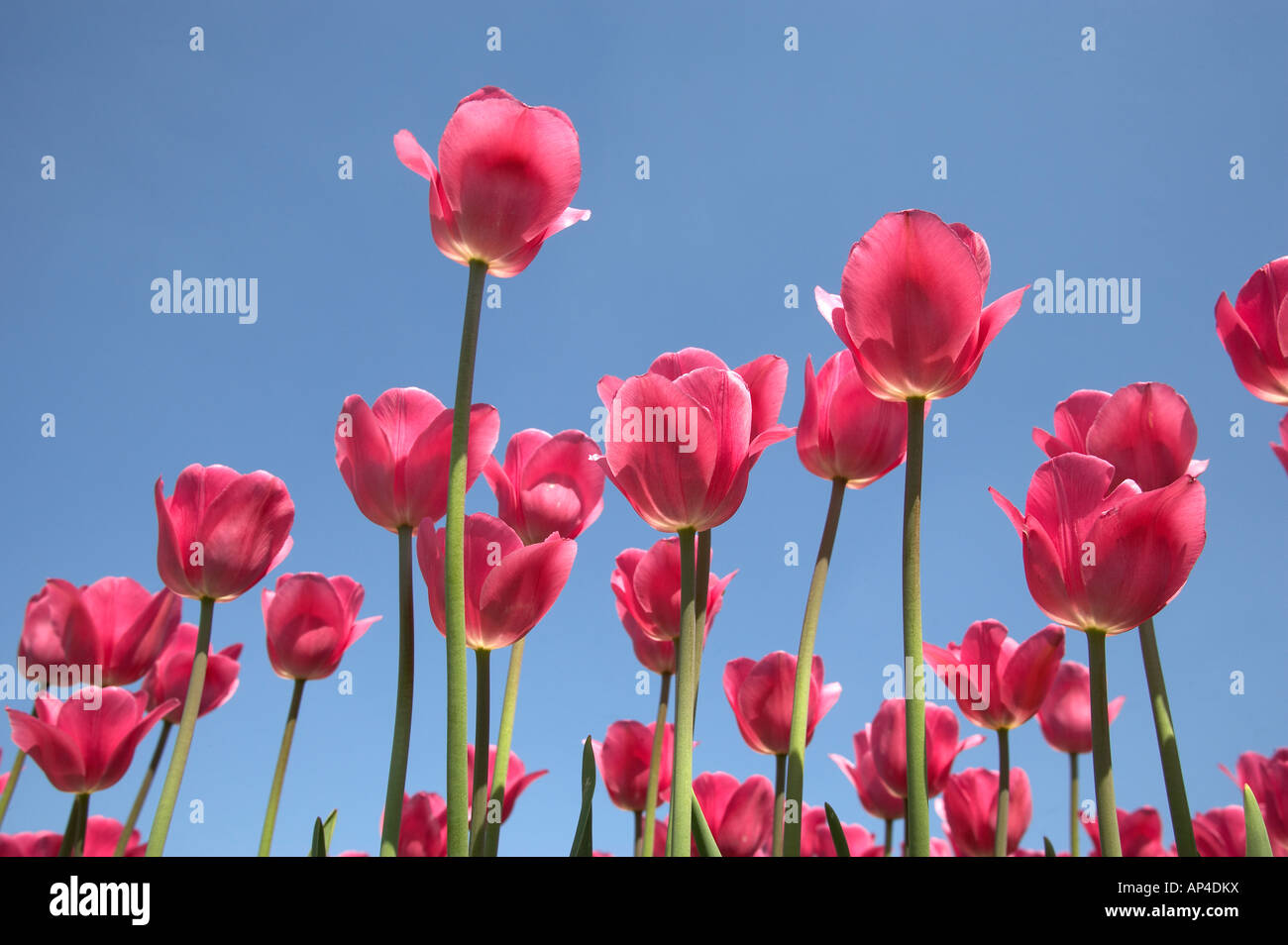 worms eye view of red tulips photographed against a blue sky Stock Photo
