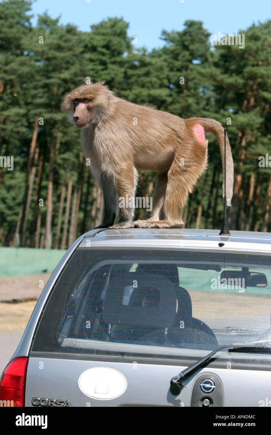 monkey on the car playing with the car aerial Stock Photo - Alamy