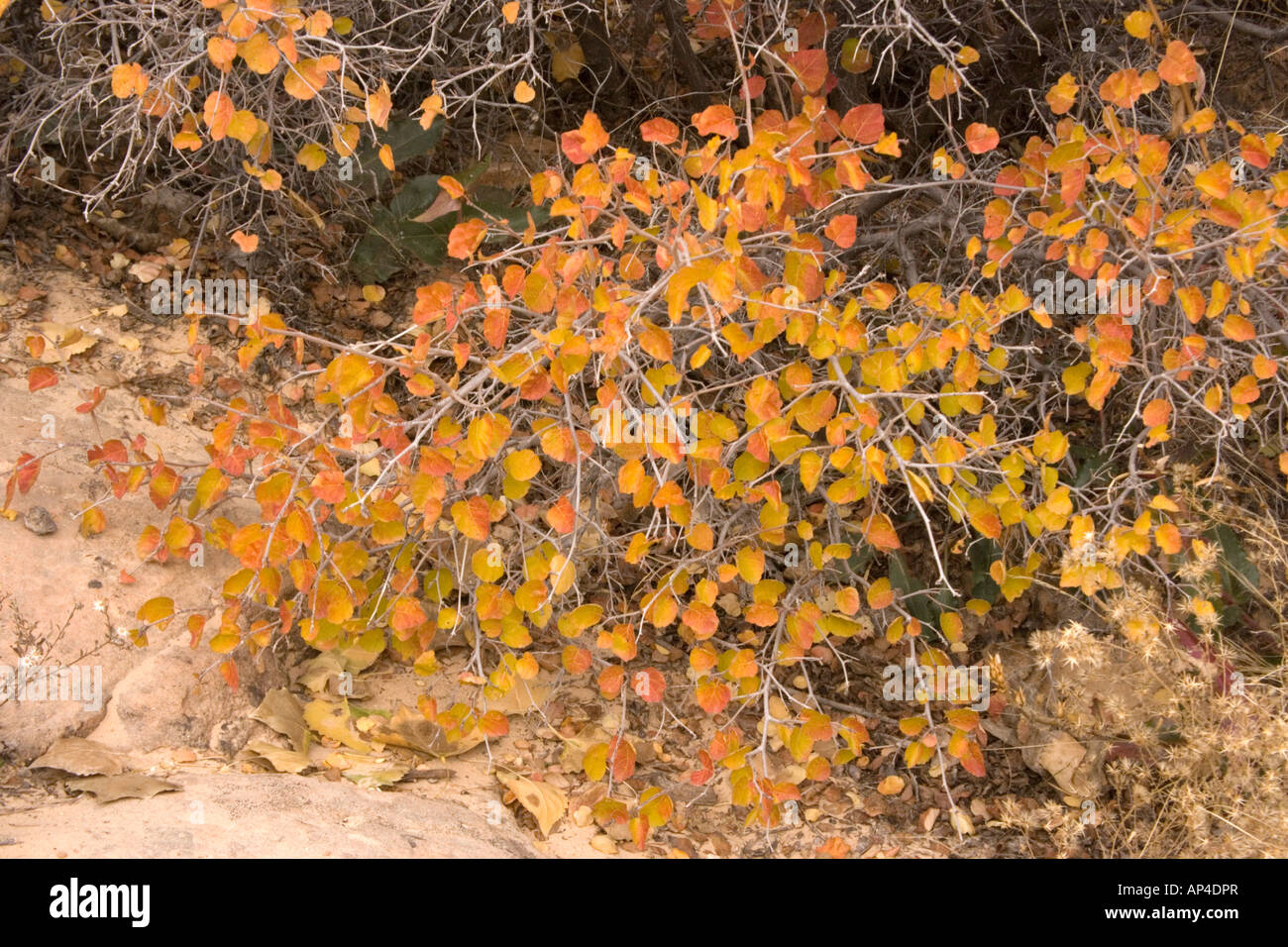 Squaw bush Rhus aromaticus ssp triloba in autumn colour Desert Utah USA Stock Photo