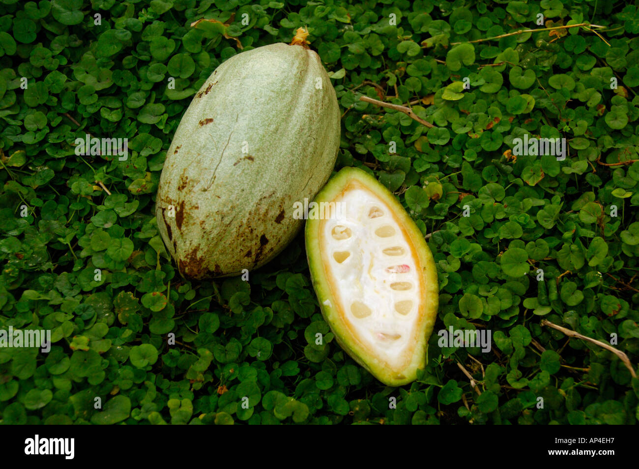 Central America, Honduras, Copan Ruinas, Hotel Marina Copan. Stock Photo