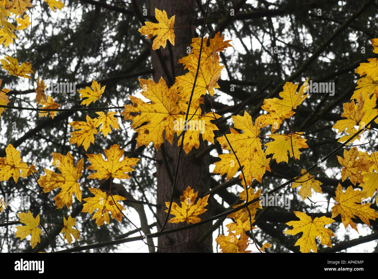 fall colors of Bigleaf Maple Bainbridge Island WA Stock Photo