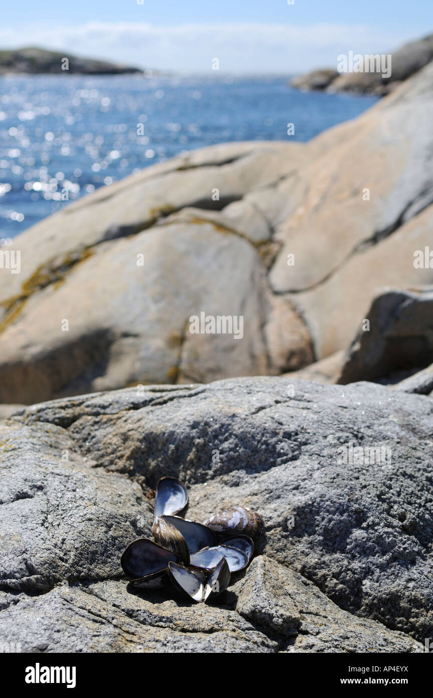 Shells on rock at coastline, Sweden Stock Photo