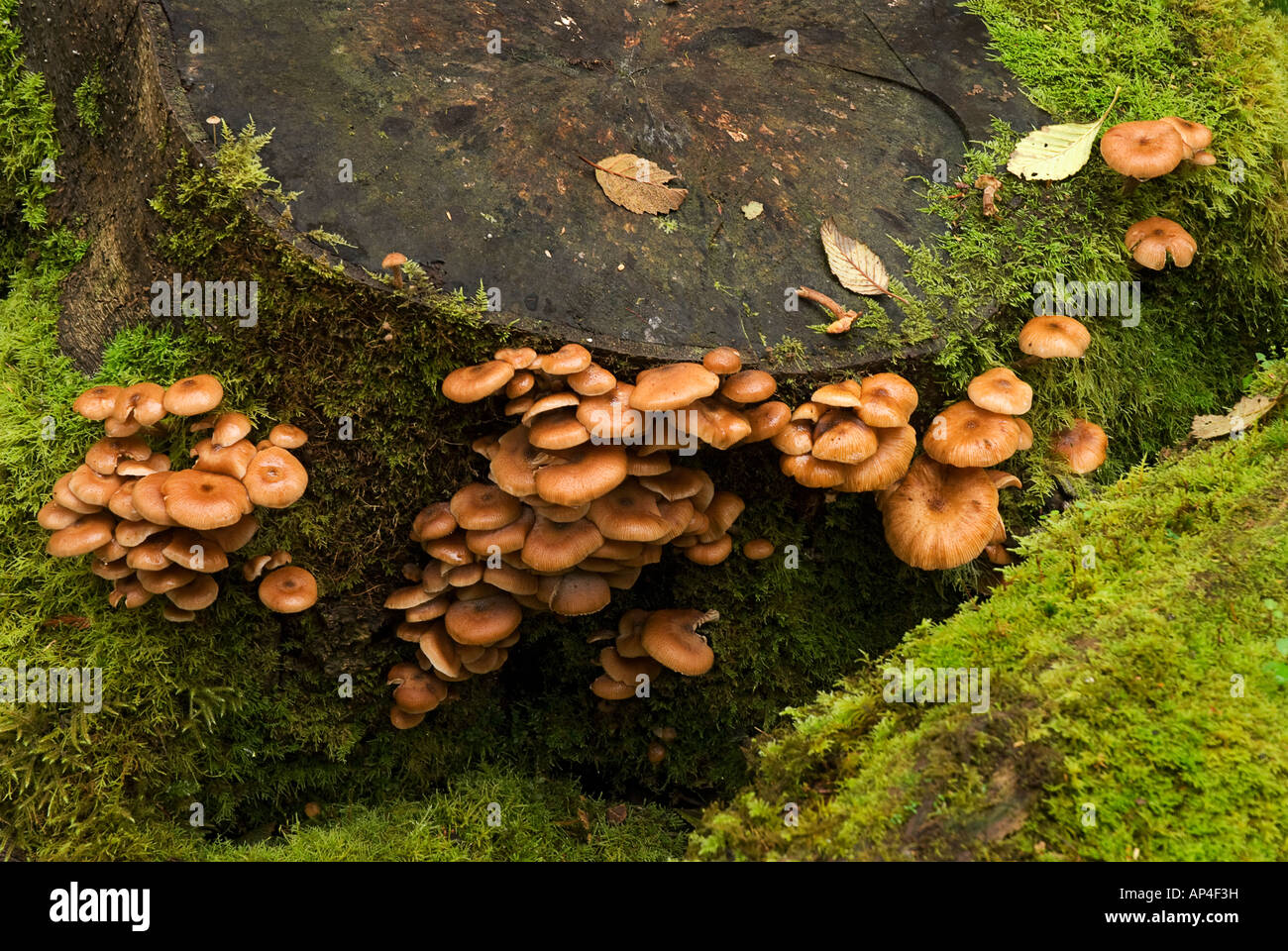 honey mushrooms growing on moss covered tree stump Stock Photo Alamy
