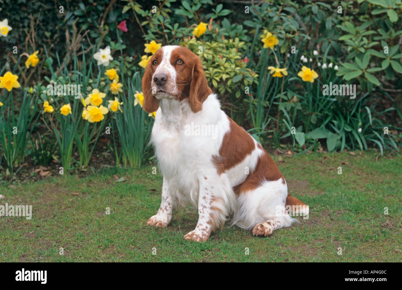Welsh Springer Spaniel in Garden Setting Stock Photo