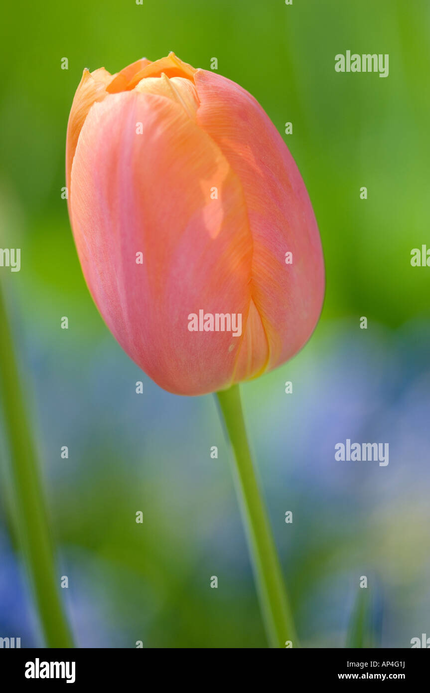 tulip, tulips, pink, pink, shot, flower, flowers, detail, still, life, nature, plant, petal, tulipe rose jaune peche Stock Photo