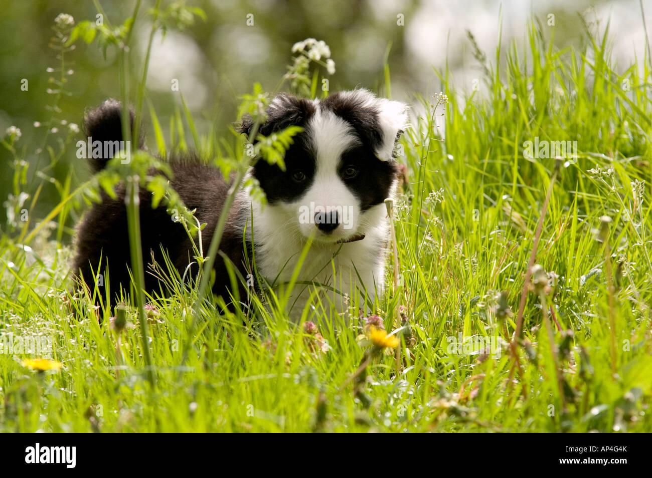 Border Collie puppy in grass Stock Photo - Alamy