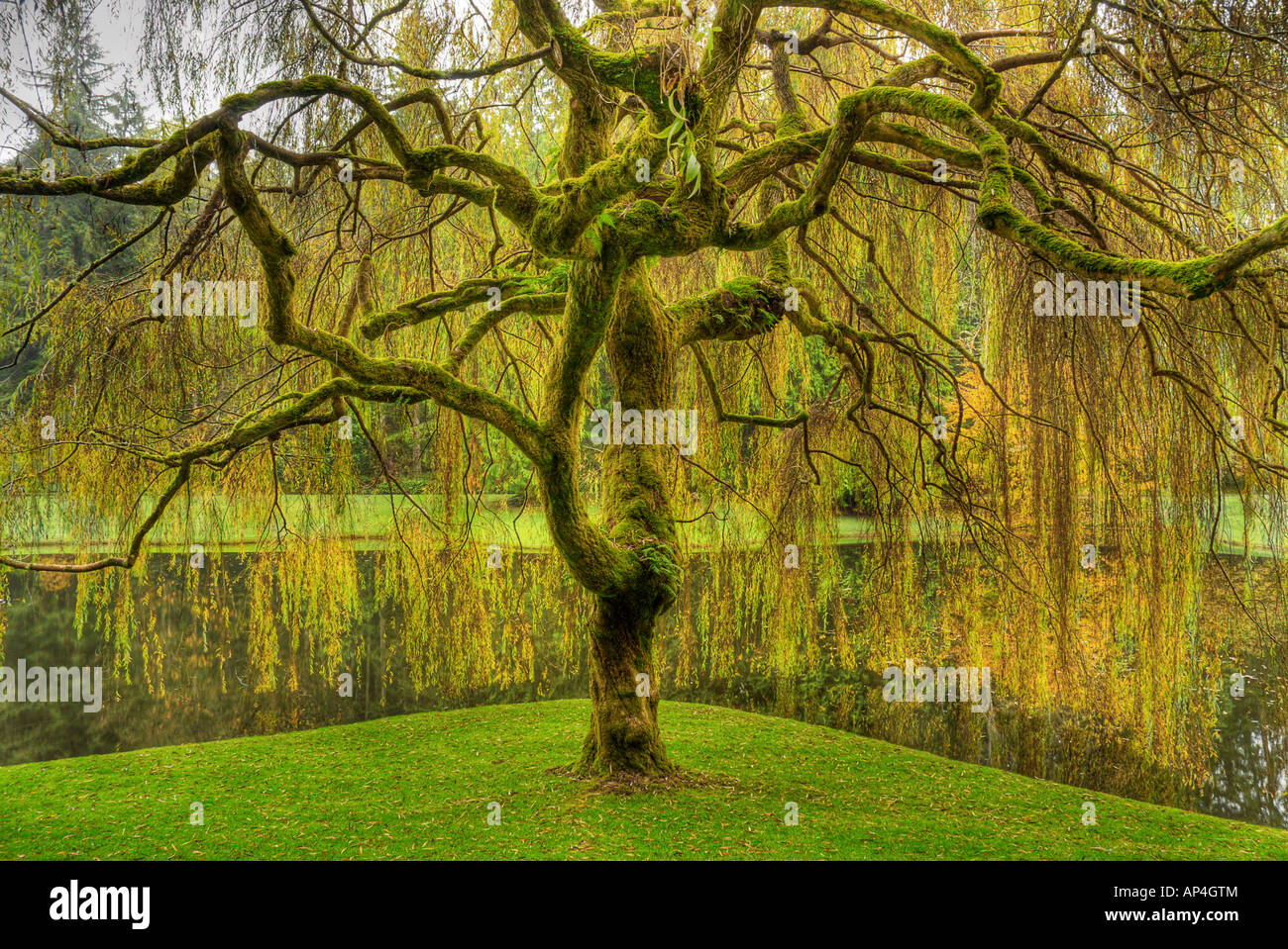 Golden Weeping Willow tree in garden at Bloedel Reserve