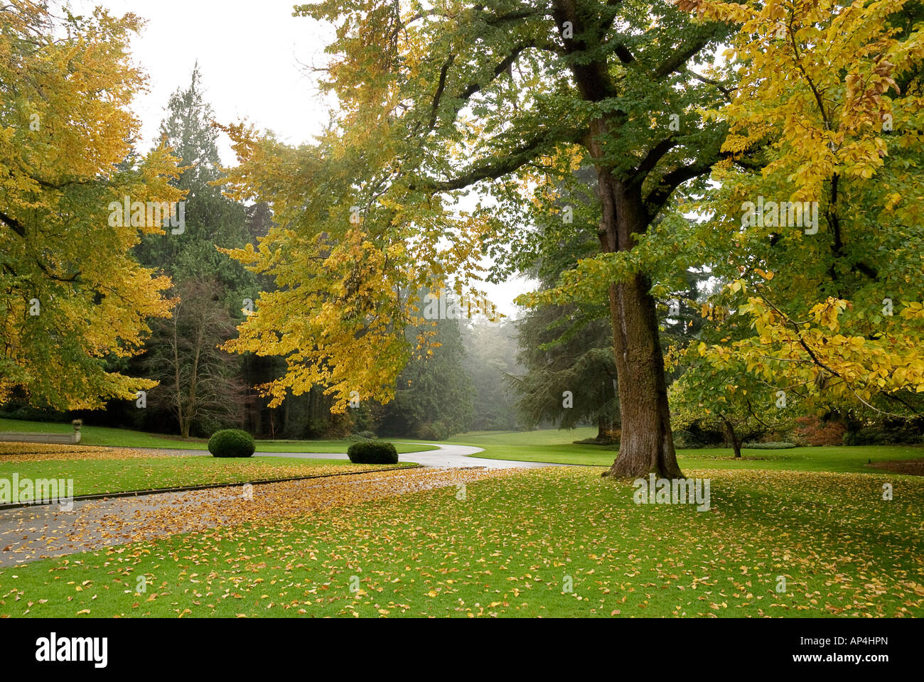 English Elm in autumn colors at entrance to visitors center Bloedel Reserve Bainbridge Island Washington Stock Photo